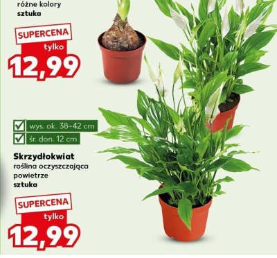 Skrzydłokwiat roślina oczyszczająca powietrze sztuka promocja w Kaufland