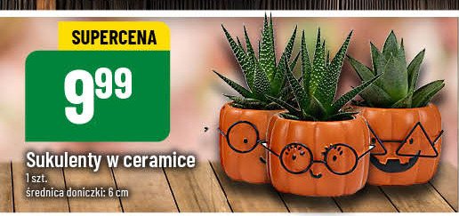 Sukulenty w ceramice 6 cm promocja