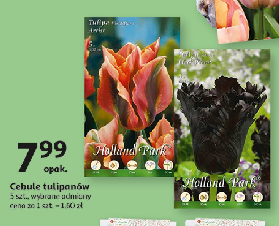 Cebule kwiatowe tulipan promocja