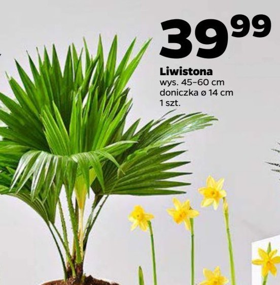 Liwistona don. 14 cm promocja w Netto