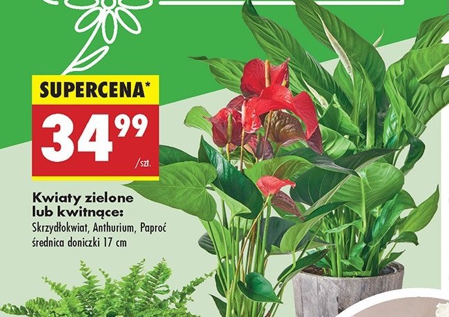 Anthurium promocja