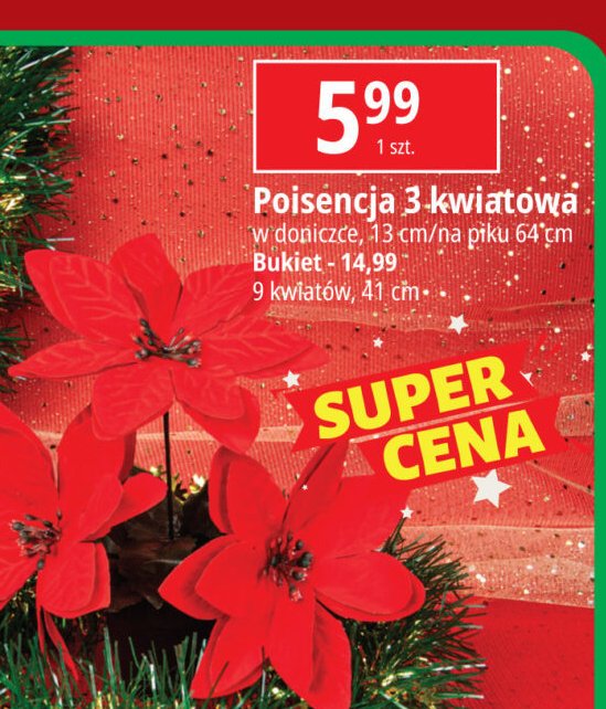 Poinsecja na piku promocja