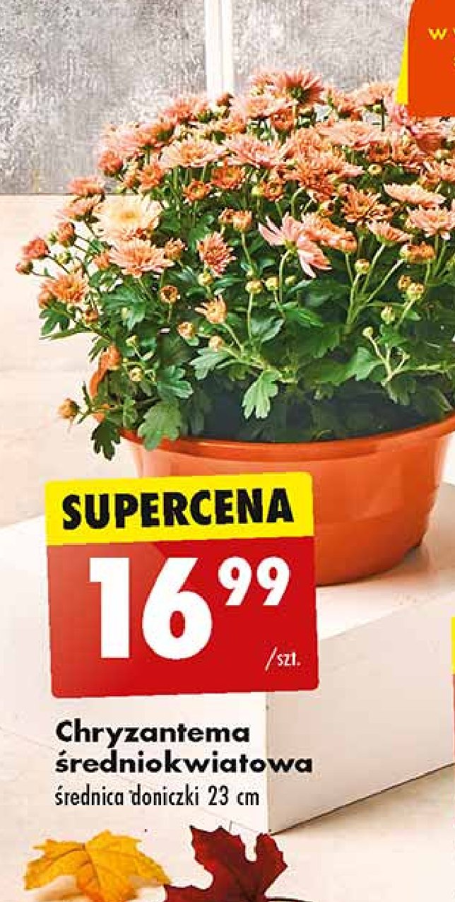 Chryzantema 艣redniokwiatowa 23 cm promocja