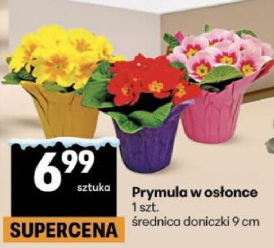 Primula w osłonce 1 szt. średnica doniczki 9 cm promocja w Delikatesy Centrum
