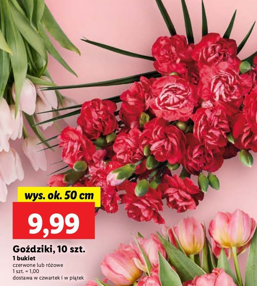 Goździki 50 cm czerwone promocja