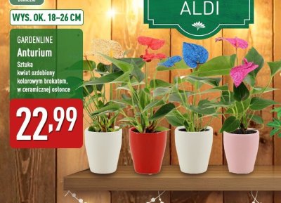 Anturium promocja w Aldi