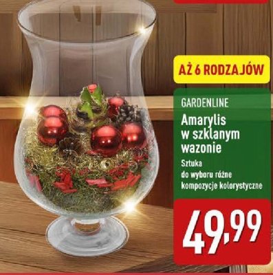 Amaryllis w szklanym wazonie promocja w Aldi