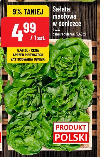 Sałata masłowa w doniczce promocja w POLOmarket