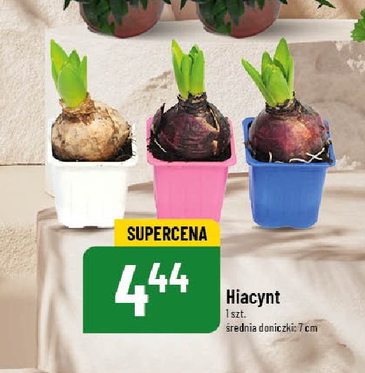 Hiacynt w doniczce 7 cm promocja