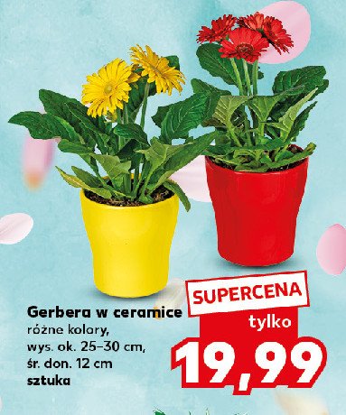 Gerbera w ceramicznej osłonce promocja w Kaufland