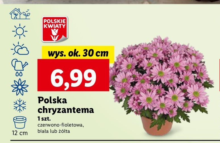 Chryzantema biała don. 12 cm promocja