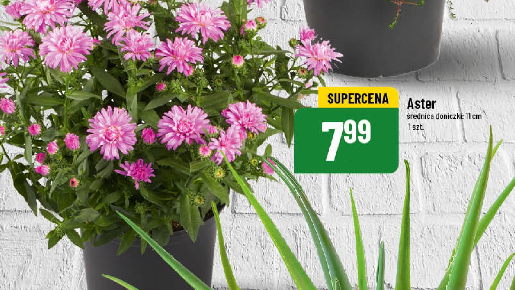 Aster 11 cm promocja