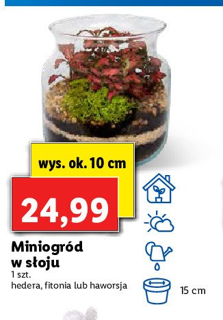 Hedera w słoju 10 cm promocja