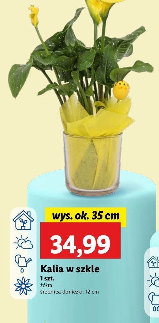 Kalia w szkle promocja
