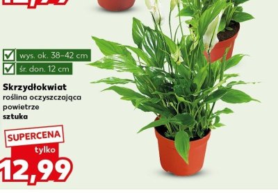 Skrzydłokwiat promocja w Kaufland