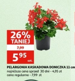 Pelargonia kaskadowa w don. 11 cm promocja