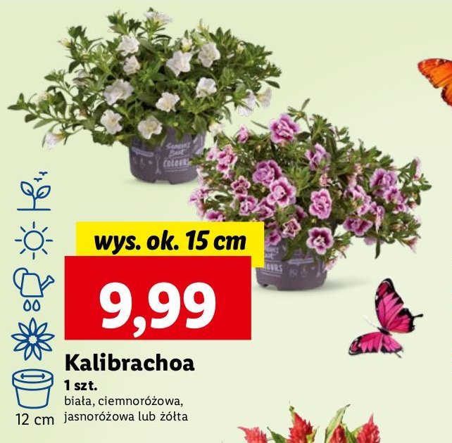 Kalibrachoa 偶贸艂ta 15 cm promocja