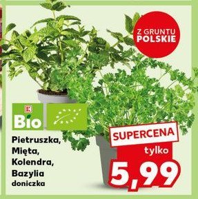 Pietruszka K-classic bio promocja w Kaufland