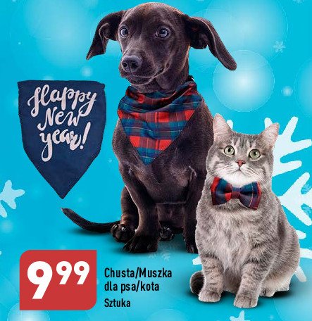Muszka dla psa promocja