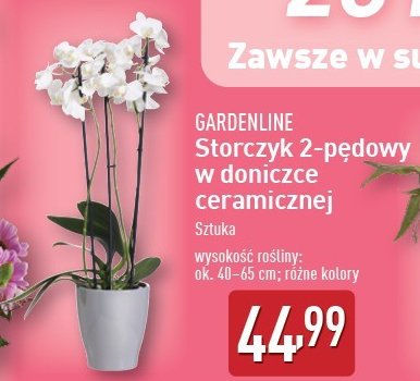 Storczyk 2-p臋dowy promocja