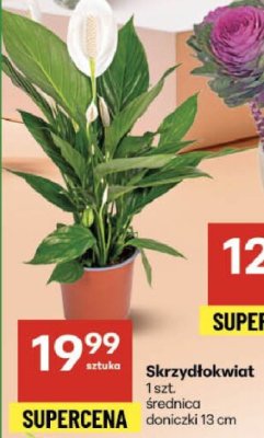 Skrzydłokwiat promocja w Delikatesy Centrum