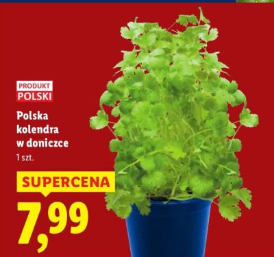 Polska kolendra w doniczce promocja w Lidl