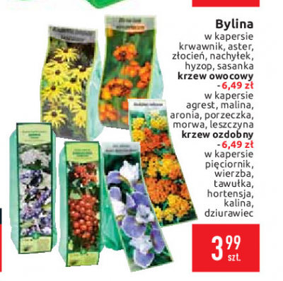 Kalina wonna promocja