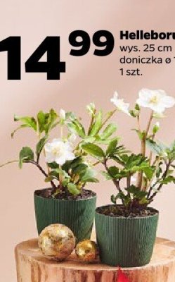 Helleborus-Ciemiernik promocja w Netto