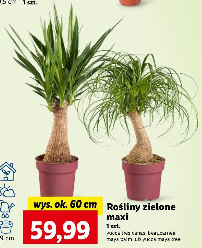 Yucca promocja