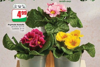 Prymula Acaulis promocja w Dino