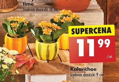 Kalanchoe 9 cm promocja