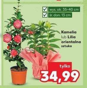 Lilia orientalna 13 cm promocja