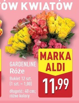 Róże 40 cm promocja