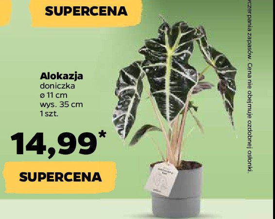 Alokazja don. 11 cm promocja