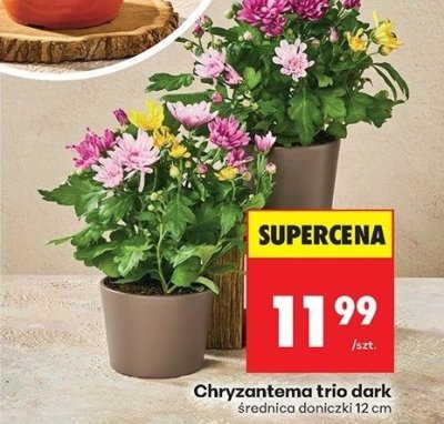 Chryzantema trio dark 12 cm promocja w Biedronka