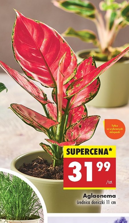 Aglaonema promocja w Biedronka