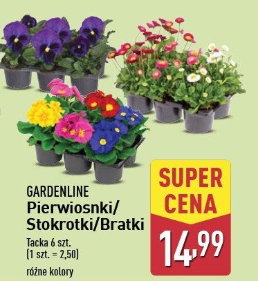 Bratki GARDEN LINE promocja w Aldi