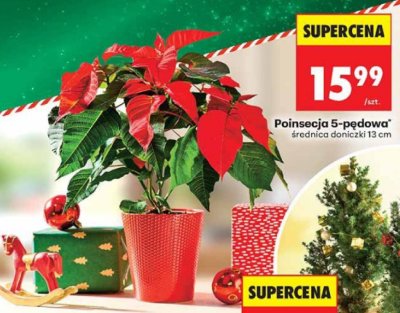 Poinsecja 5-pędowa promocja w Biedronka