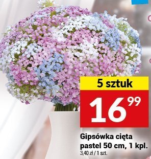 Gipsówka cięta pastel 50 cm, 1 kpl. promocja w Twój Market
