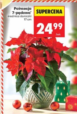 Poinsecja 7-pędowa promocja w Biedronka