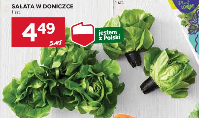 Sałata w doniczce promocja