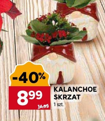 Kalanchoe Skrzat roślina doniczkowa promocja w Stokrotka