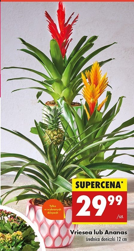 Ananas don 12 cm promocja w Biedronka