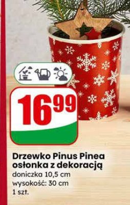 Drzewko Pinus Pinea osłonka z dekoracją doniczka 10,5 cm, wysokość: 30 cm promocja w Dino