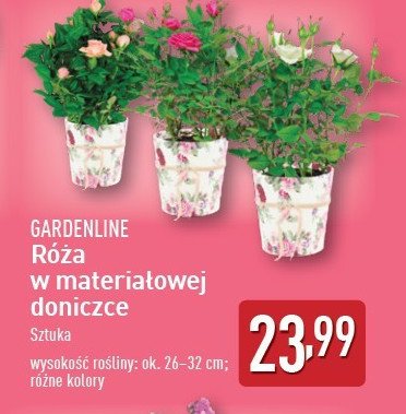 Róża w materiałowej doniczce 26-32 cm GARDEN LINE promocja w Aldi