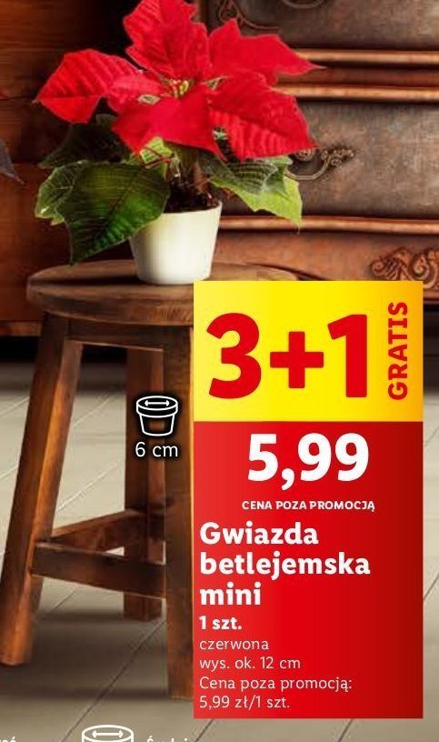 Gwiazda betlejemska mini 12 cm promocja