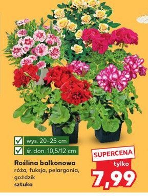 Fuksja promocja w Kaufland
