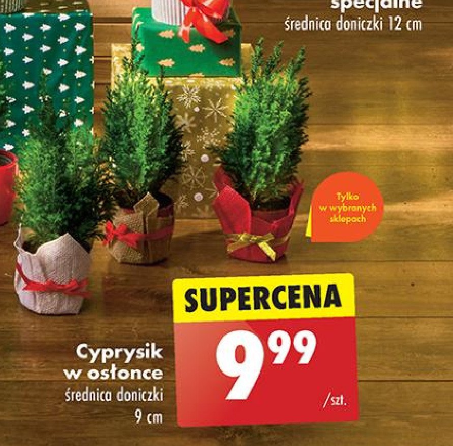 Cyprys 9 cm promocja