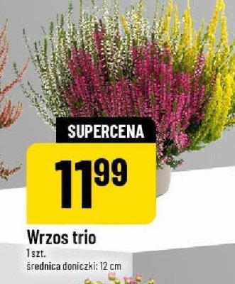 Wrzos trio promocja w POLOmarket