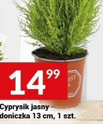 Cyprsyik jasny doniczka 13 cm promocja w Twój Market